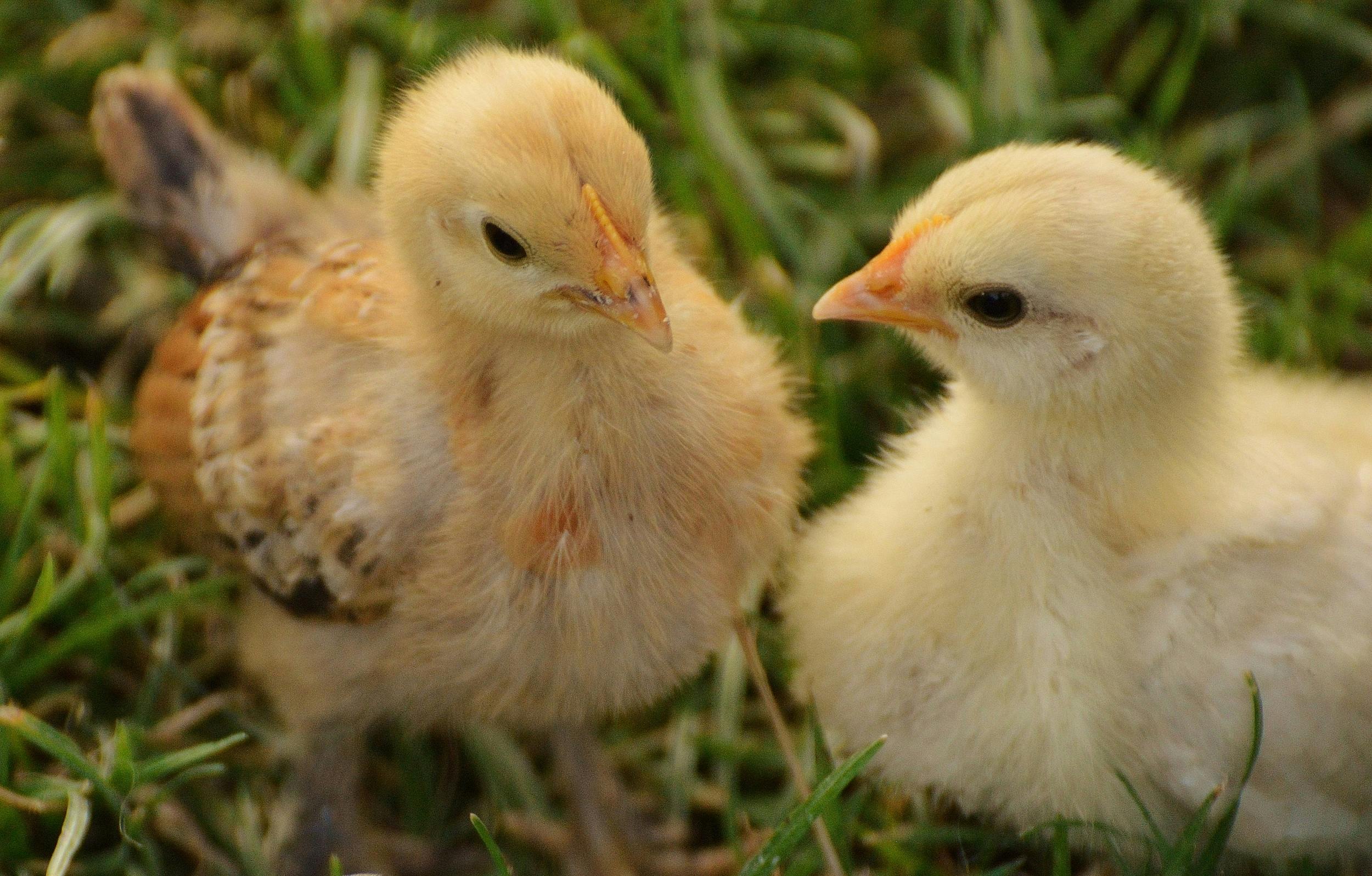 Kuroiler Chicks